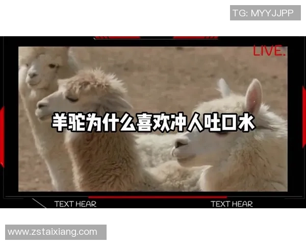 羊驼足球明星搞笑视频大集合让你捧腹大笑的精彩瞬间分享 羊驼足球明星搞笑视频大集合让你捧腹大笑的精彩瞬间分享